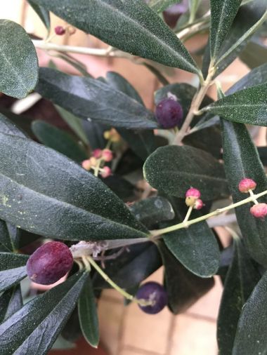 oliven i orangeri